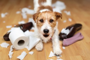 Kutya és szétrágott tárgyak