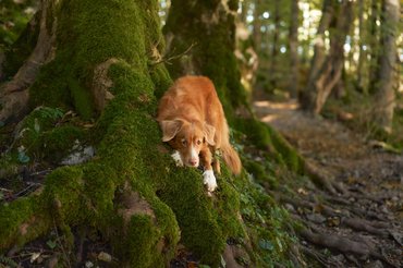Vadkacsavadász retriever