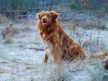 Vadkacsavadász retriever