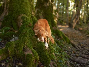 Vadkacsavadász retriever