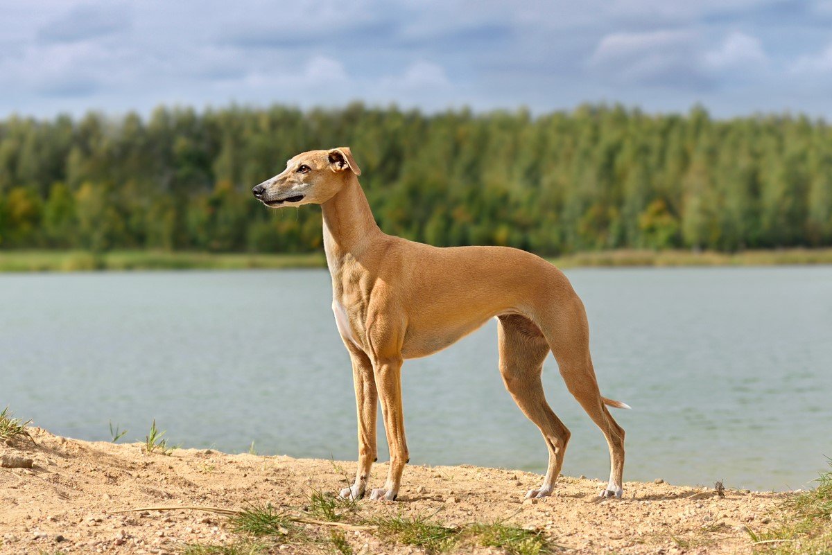 whippet mögötte vízzel