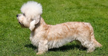 Dandie Dinmont Terrier