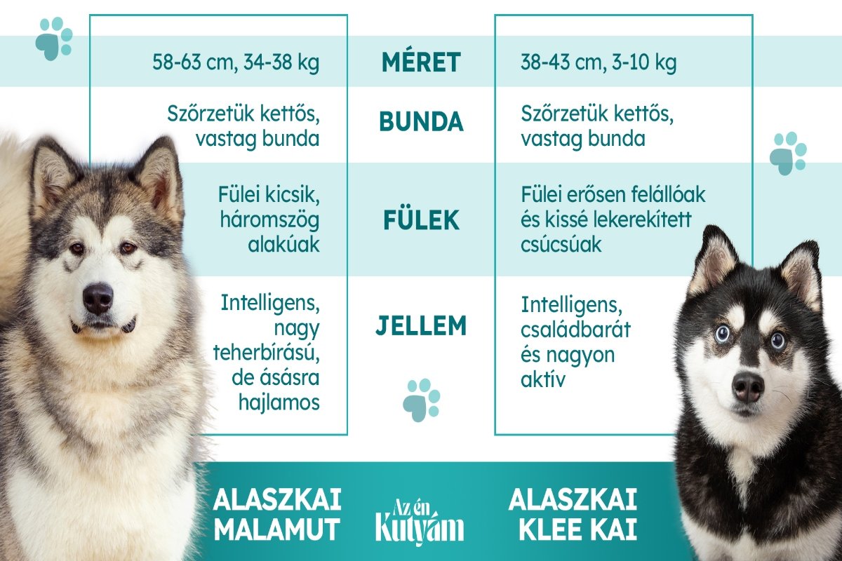 fajta_osszehasonlitas_alaszkai