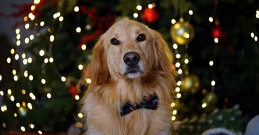 golden retriever karácsonyfa mellett