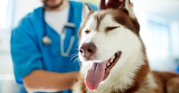 husky az állatorvosnál