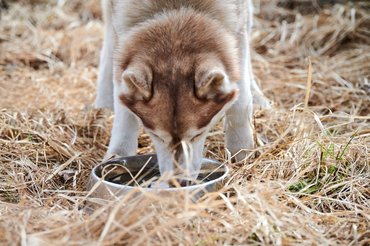 husky tálból iszik