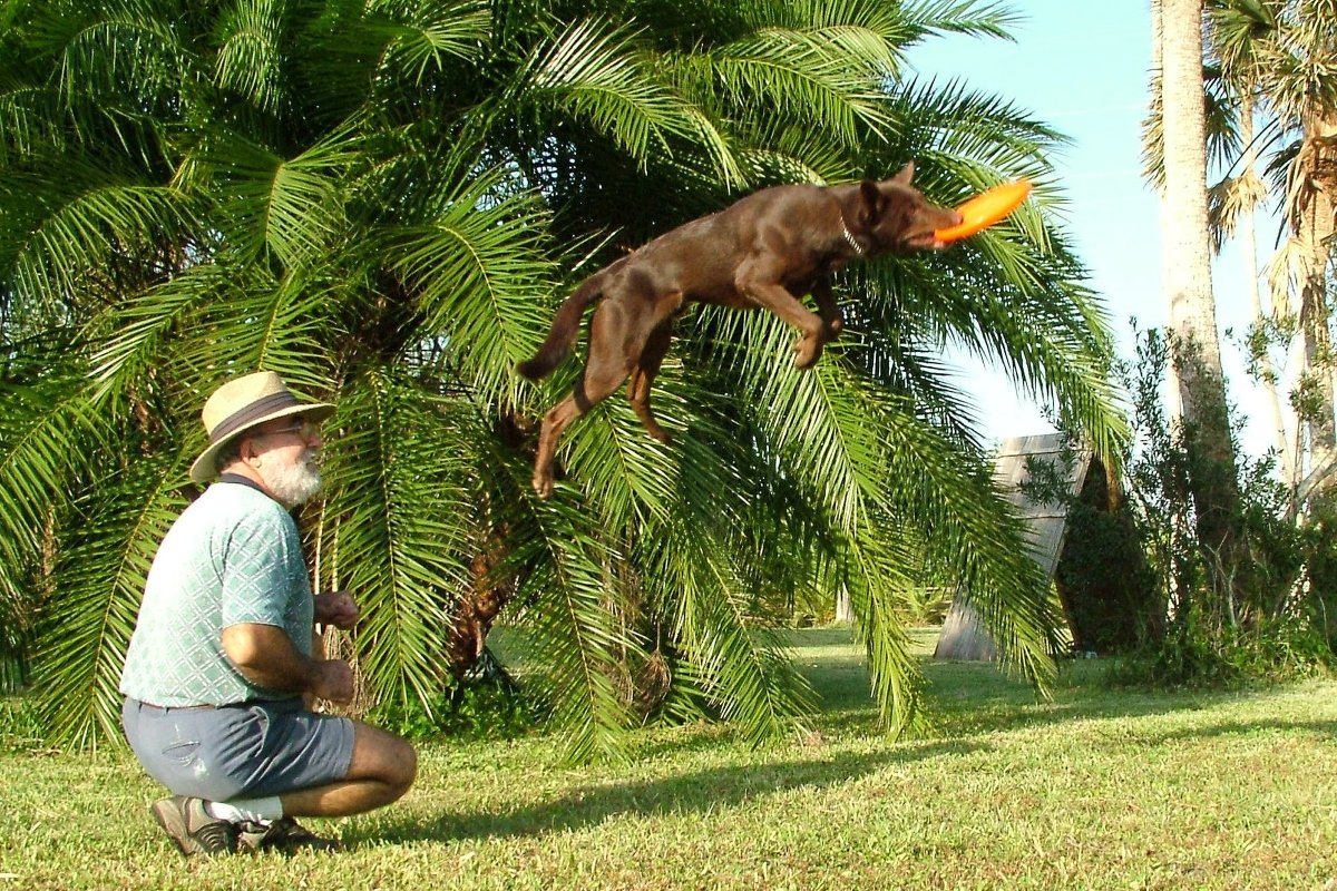 kelpie frizbizik