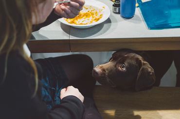 Egy kutya az asztal alól kunyerál étkező gazdájától