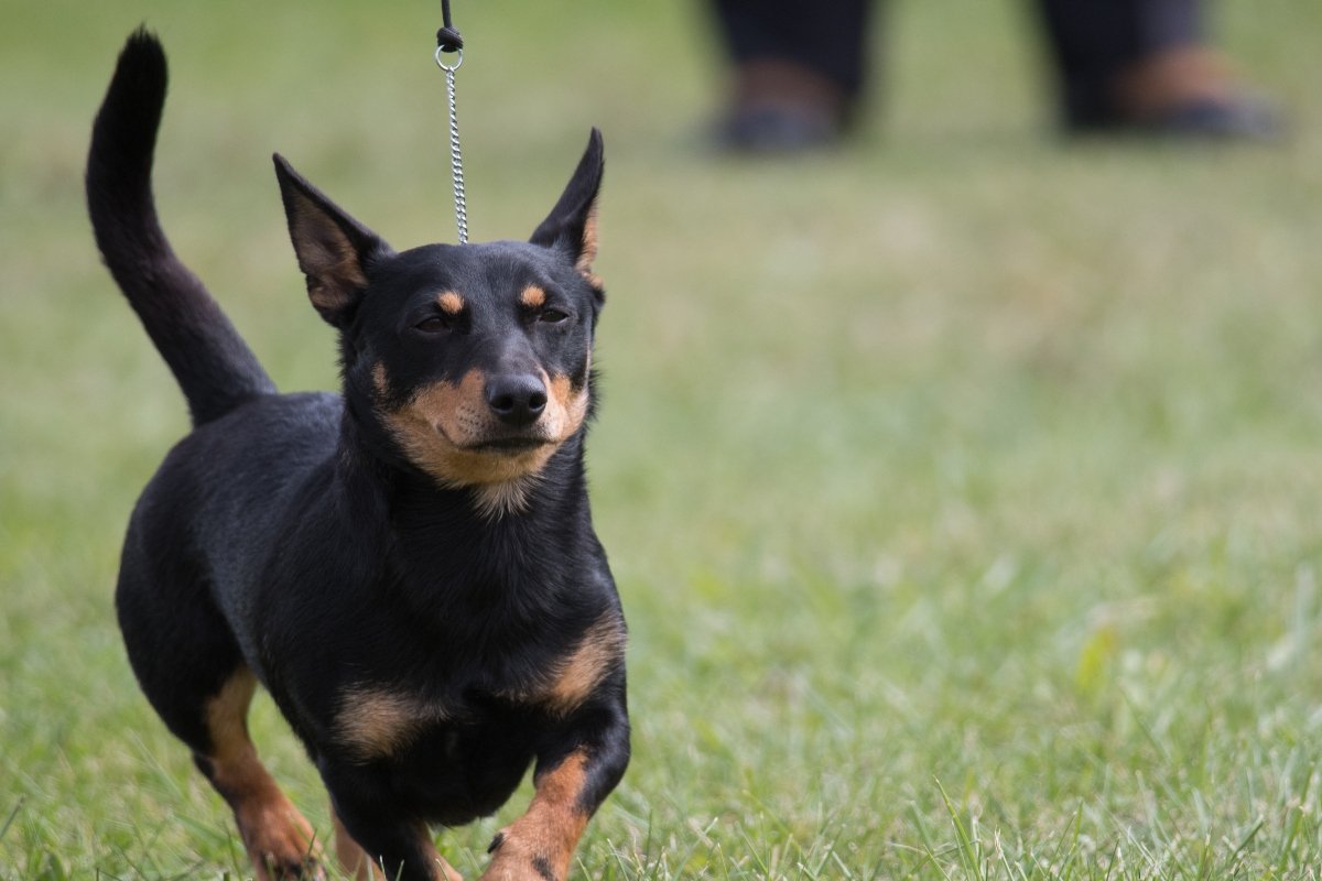 lancashire heeler