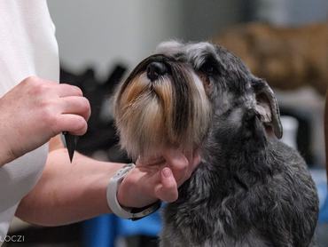 schnauzer fésülése