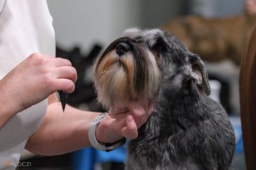 schnauzer fésülése