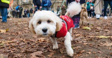DOGZ Mikulás Falkaséta