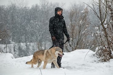 férfi sétáltatja a kutyáját (csehszlovák farkaskutya) télen AÉK