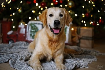 golden retriever karácsonyfa alatt