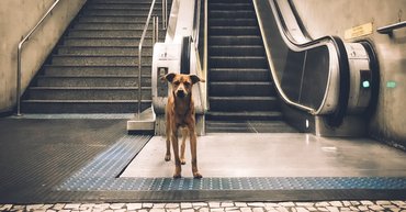 kóbor kutya a metróban