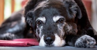 2024_12_old-dog-2-1024x535.jpg