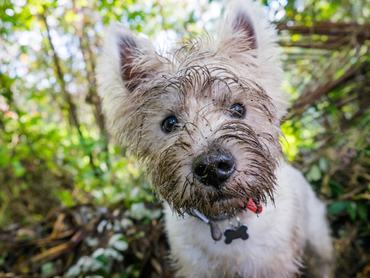west highland white terrier ásás közben