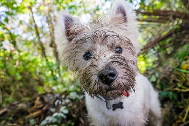 west highland white terrier ásás közben
