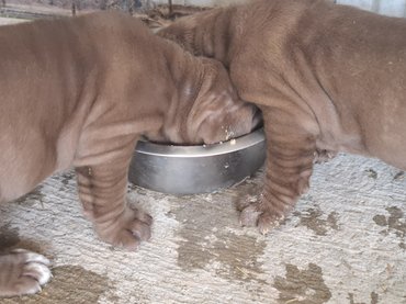 Nápolyi masztiff kölykök Della Grandozza Mastino Kennelből