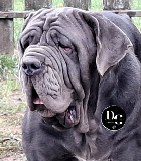 Nápolyi masztiff a Della Grandozza Mastino Kennelből