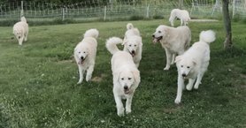 Egy falka kuvasz.