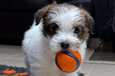 Jack russell terrier kölyök