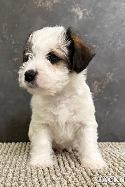 Jack russell terrier kölyök