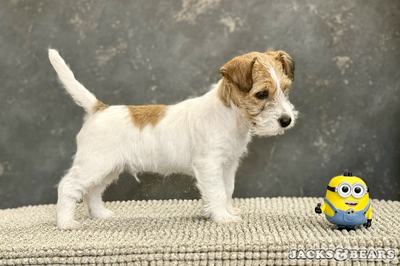 kevin kölyök jack russell terrier jacks and bears