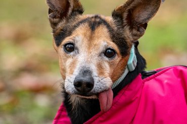 Kutya kilógó nyelvvel