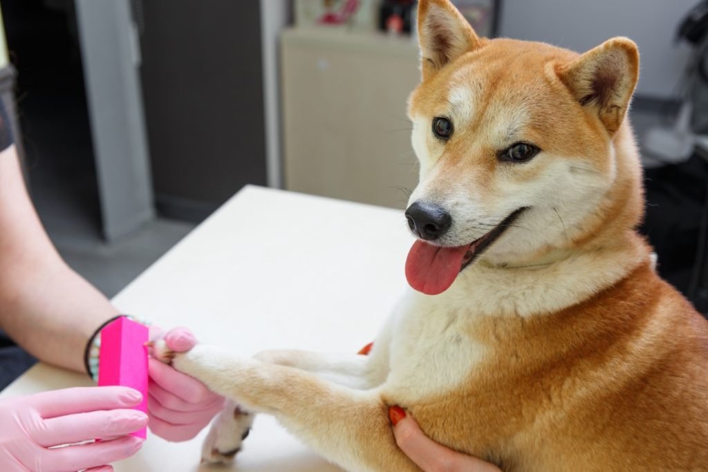 2025_01_shiba-inu-koromreszeles-1-1024x683.jpg