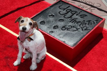 uggie mancsonyoma a Grauman's Chinese Theatre előtt