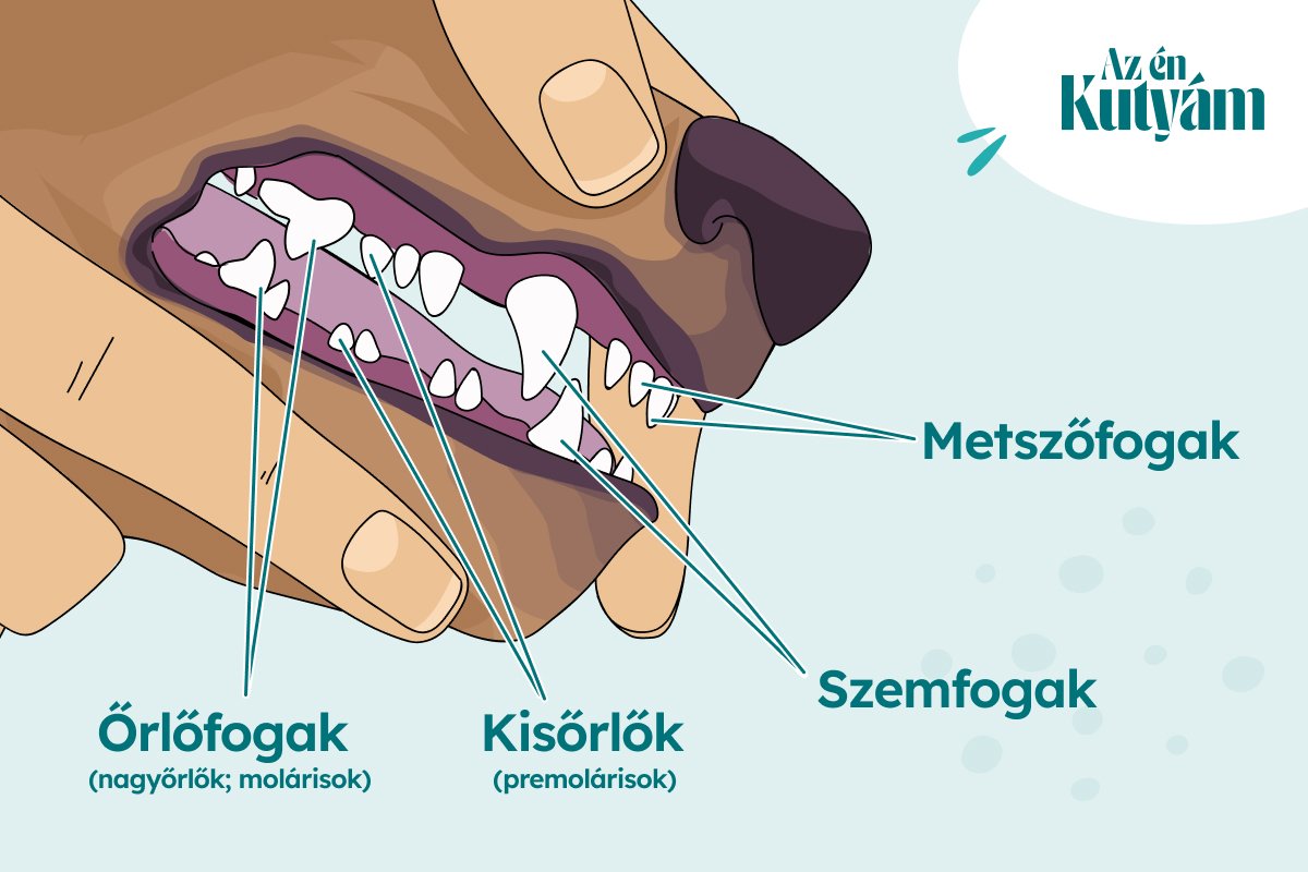 a kutya állkapcsa fogazata grafika