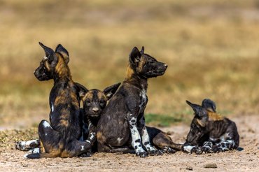 afrikai vadkutya kölykök