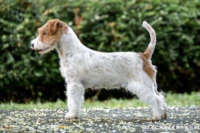 Amira jack russell terrier jacks and bears