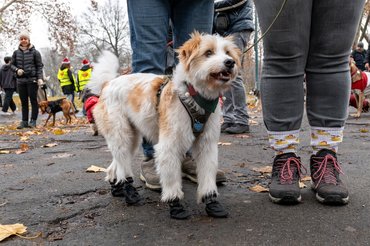 cipős kutya a DOGZ Mikulás Falkasétán