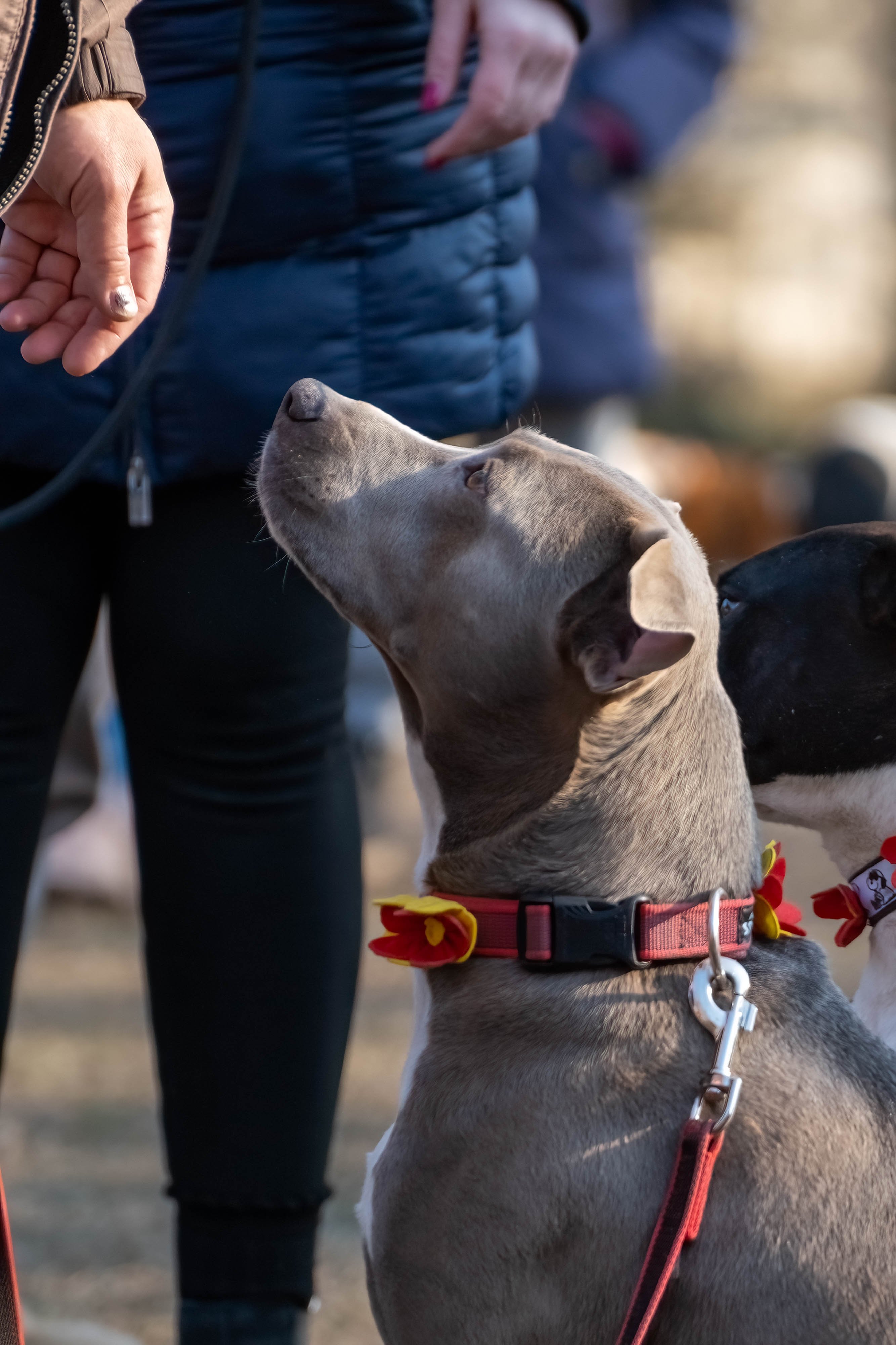 DOGZ Farsangi Falkaséta