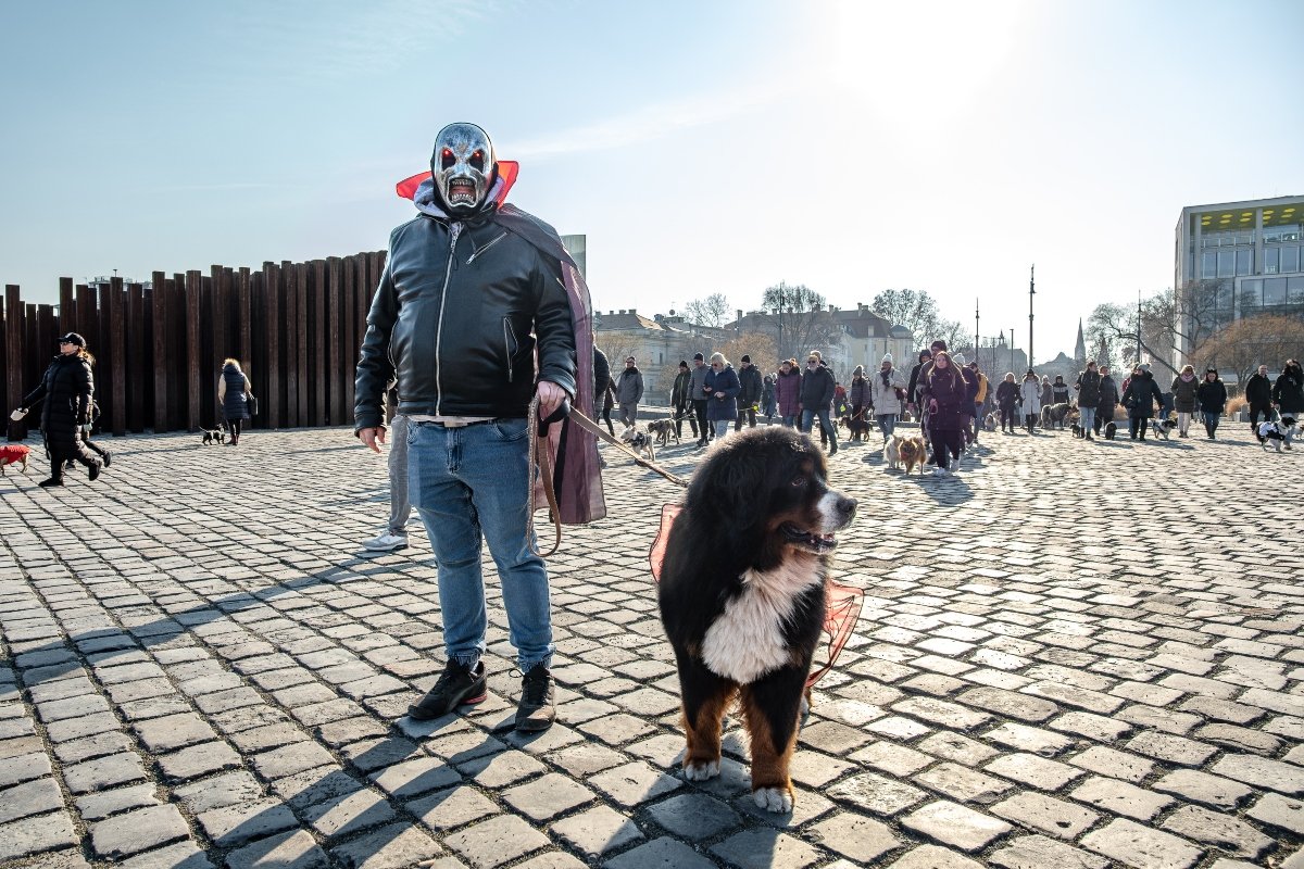 DOGZ Farsangi Falkaséta