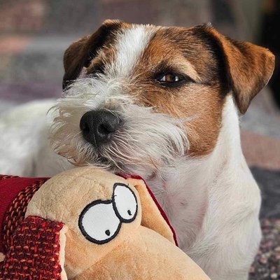 Hermes jack russell terrier pihenteti a fejét egy játékon jacks and bears