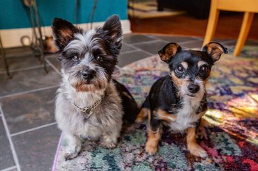 két kicsi kutya ül a földön