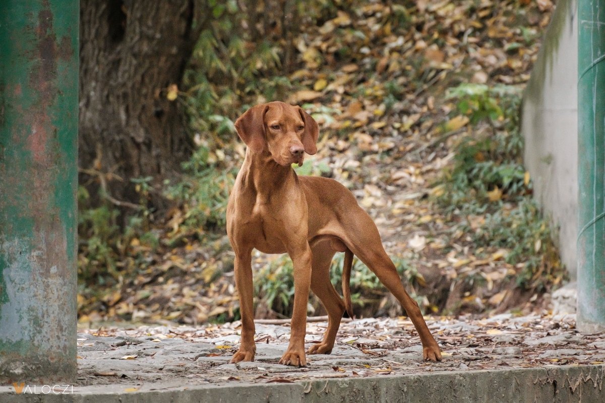 Magyar vizsla erdőben ÁÉK Válóczi