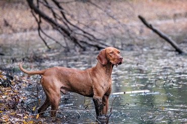 Magyar vizsla a folyónál