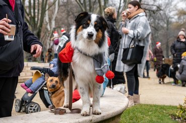 pulcsis kutya a DOGZ Mikulás Falkasétán