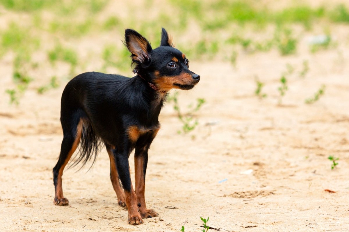 Rövidszőrű orosz toy terrier