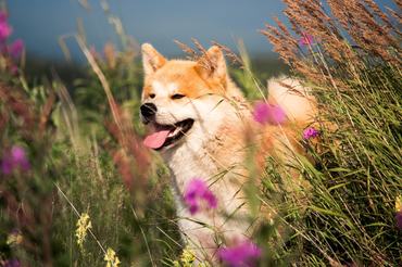 akita inu virágos réten