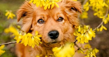 aranyeső közül kinéző kutya