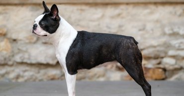 Boston terrier