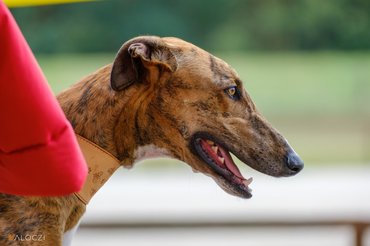 csíkos angol agár profil válóczi AÉK