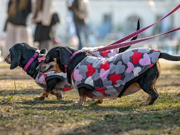 DOGZ Farsangi Falkaséta