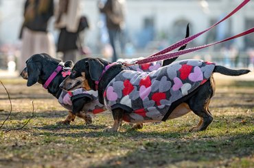 DOGZ Farsangi Falkaséta