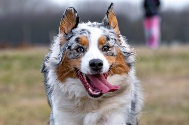 happy dog running aék